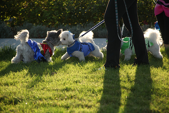 Bay_Meadows_2015_046