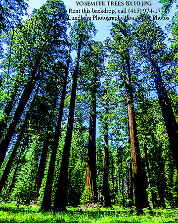 Yosemite Trees 8x10